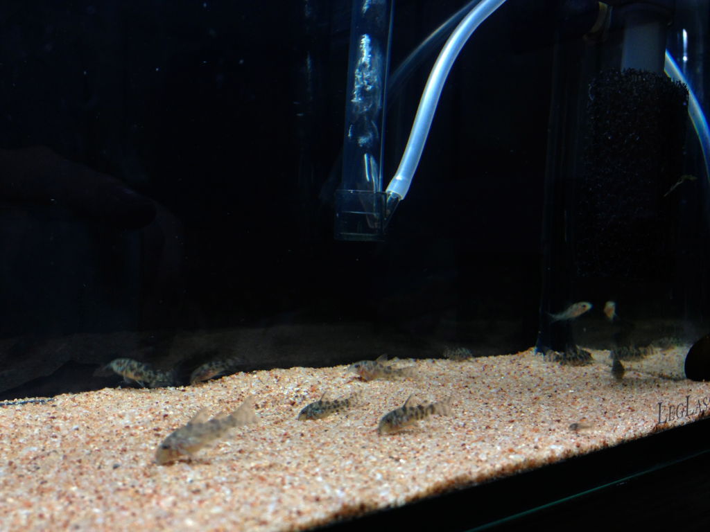 コリドラス水槽の稚魚達