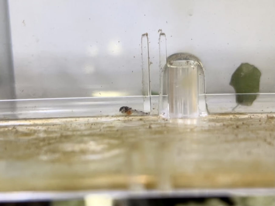 コリドラス稚魚の餌や飼育について 生まれて直ぐにやる３つの準備