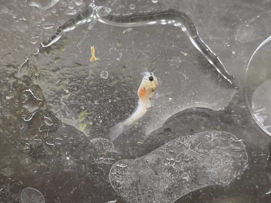 コリドラスシミリス稚魚の全滅する