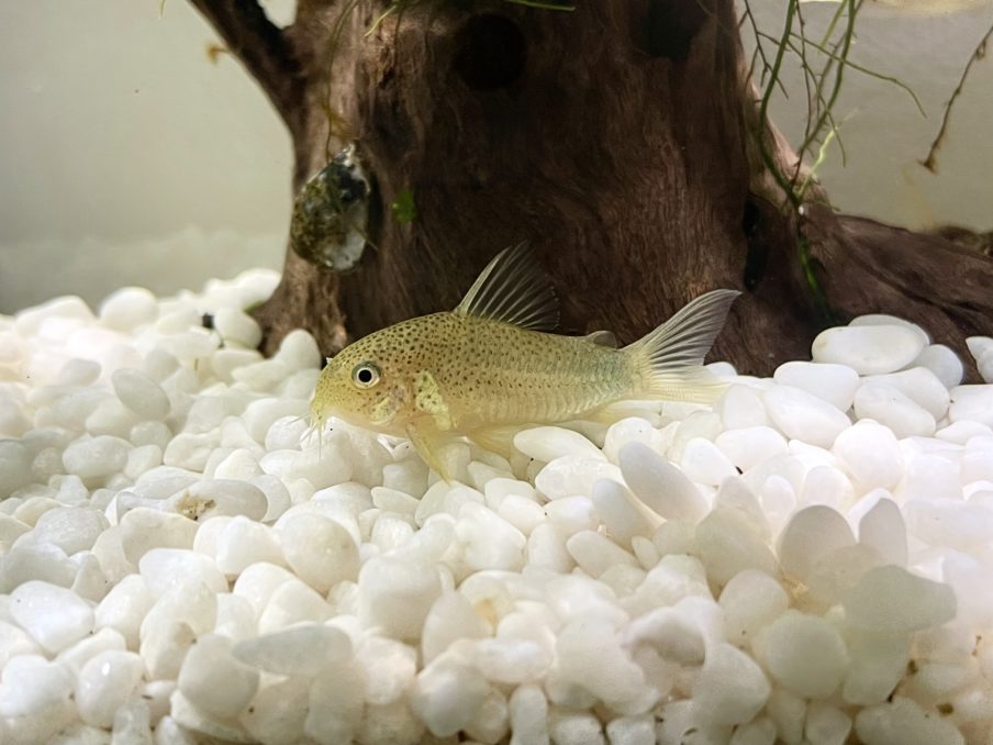 初めてのコリドラス 飼育方法 餌 水槽 オススメ種類 繁殖を解説