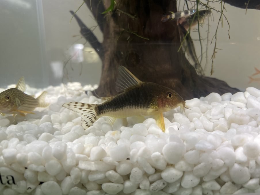 初めてのコリドラス 飼育方法 餌 水槽 オススメ種類 繁殖を解説