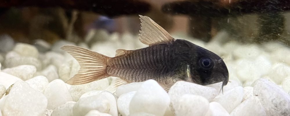 22年最新 10年の経験を凝縮 コリドラスの特徴 飼育 種類を解説